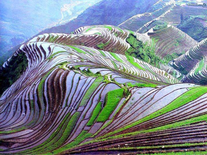 champs de riz en Chine