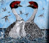 hooded grebes